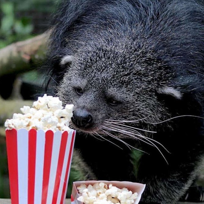Conheça o binturong, mamífero asiático conhecido pelo curioso cheiro de pipoca. Cientistas explicam como o aroma natural do animal ajuda na comunicação na floresta.