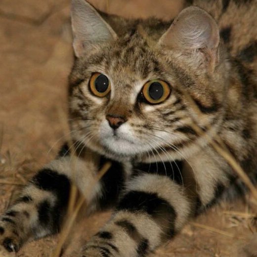 A gata mais mortal do mundo, Gyra, surpreende cientistas com sua eficiência de caça e hábitos noturnos extremos; conheça detalhes do felino raro.