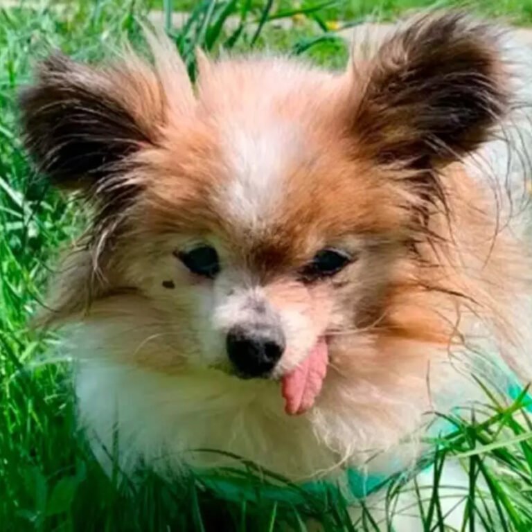 Cão mais velho do mundo, com 31 anos, encontra novo lar após perder sua tutora. História comovente destaca cuidado, adoção e longevidade dos pets.