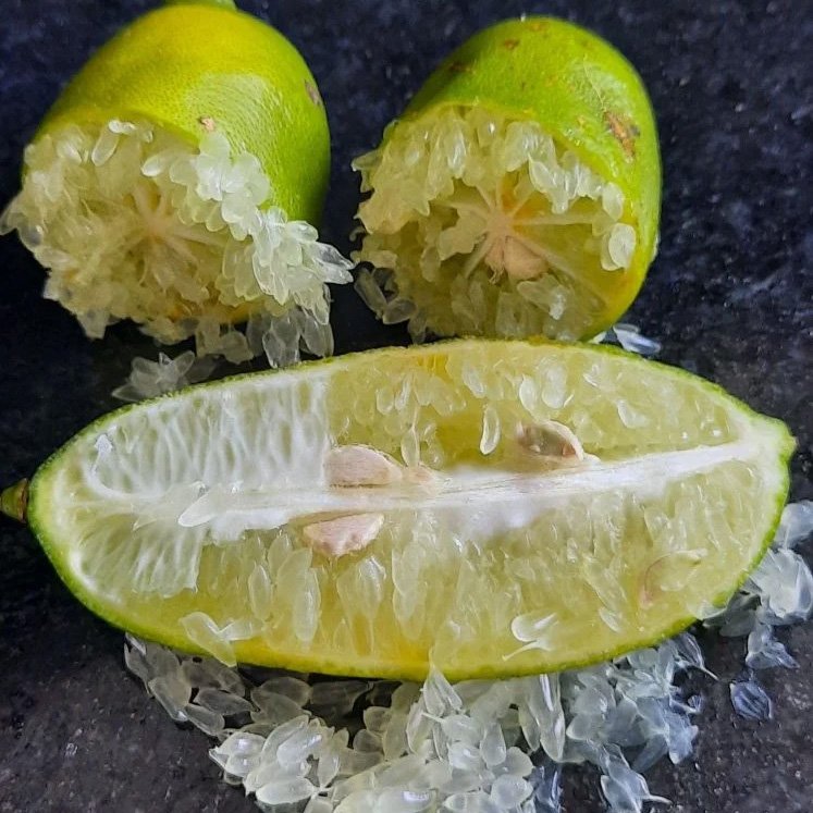Limão caviar ganha a variedade brasileira Faustrime, desenvolvida pelo IAC, e pode alcançar até R$ 1,2 mil o quilo. Conheça as características, aplicações e potencial da fruta.